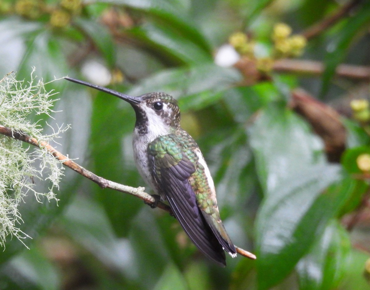 Plain-capped Starthroat - ML619648658