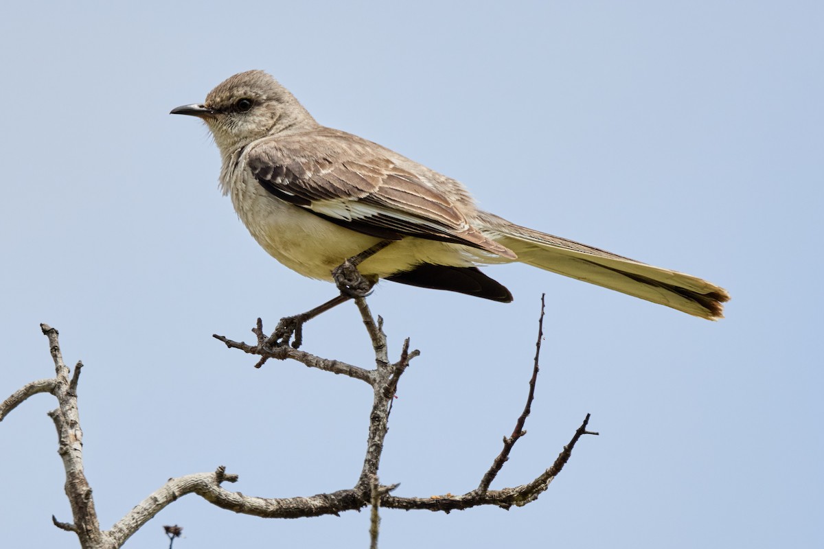 Northern Mockingbird - Haruhiko Ishii