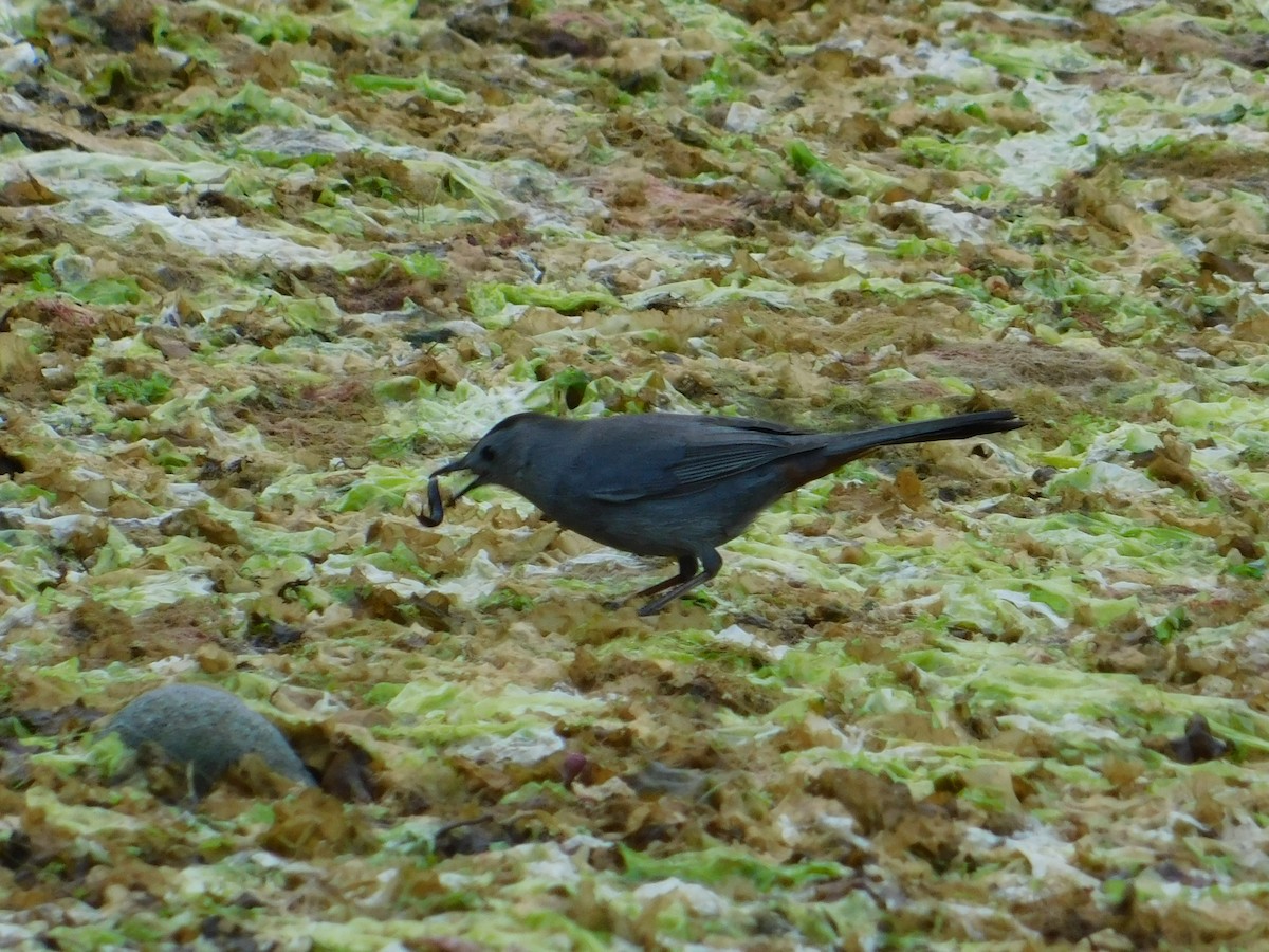 Gray Catbird - Luis Mendes