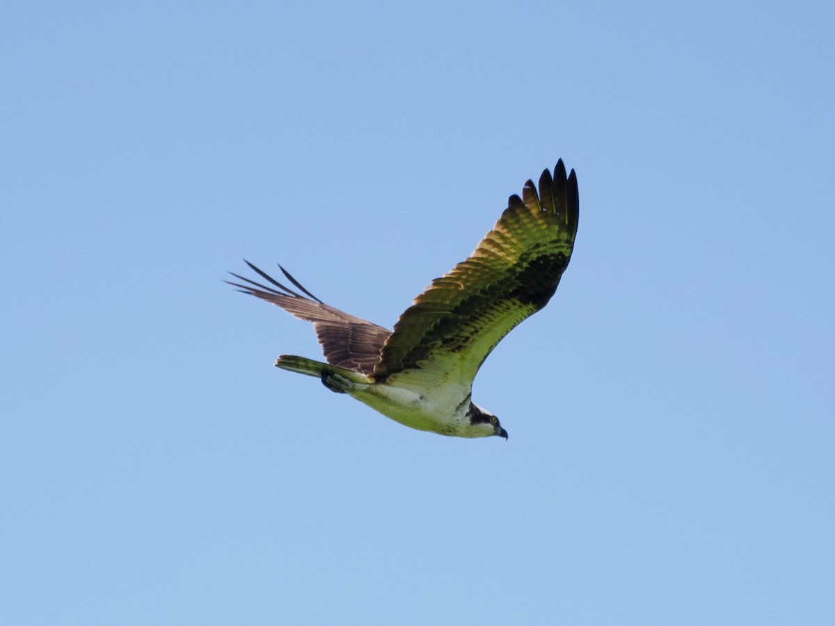 Osprey - Steve Solnick