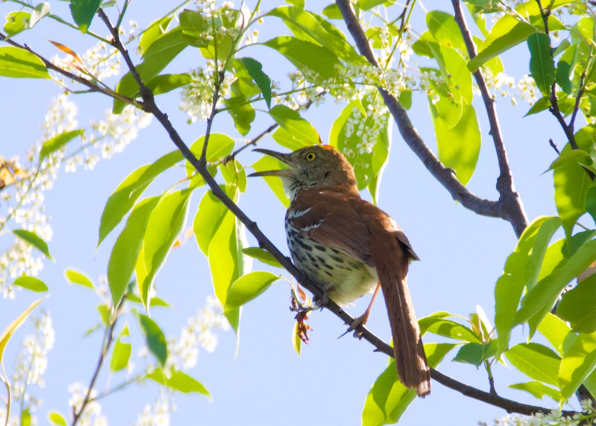 Brown Thrasher - Hélène Desrosiers