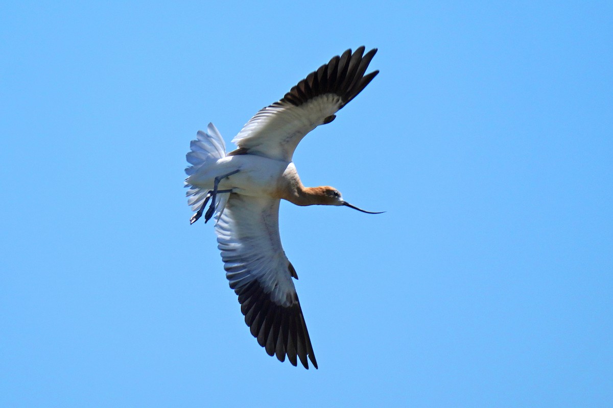 American Avocet - Susan Iannucci