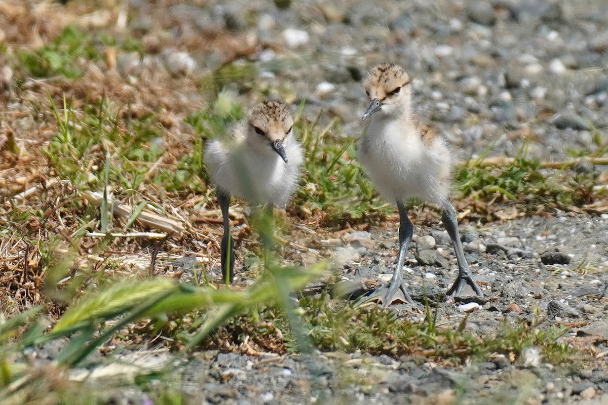 American Avocet - Susan Iannucci