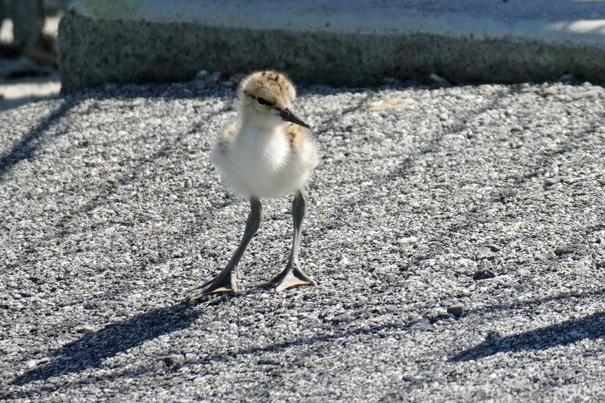 American Avocet - Susan Iannucci