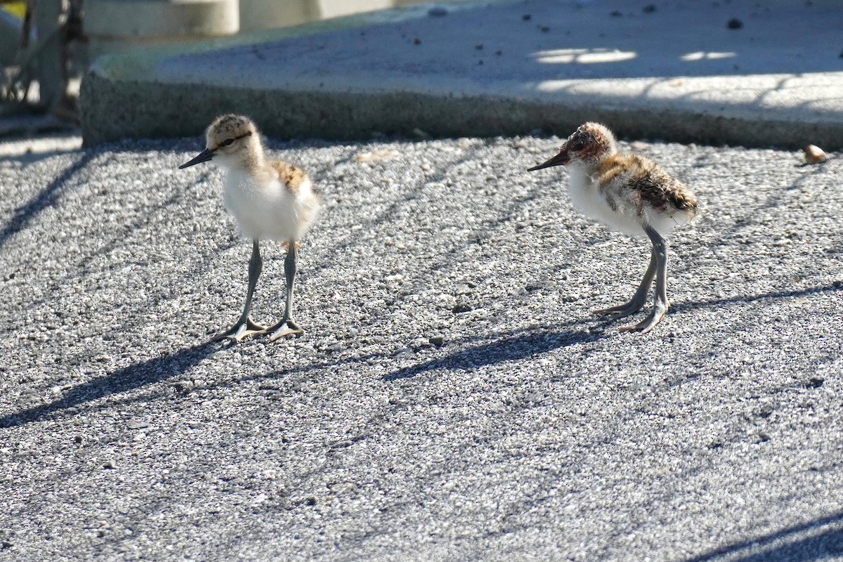 American Avocet - Susan Iannucci