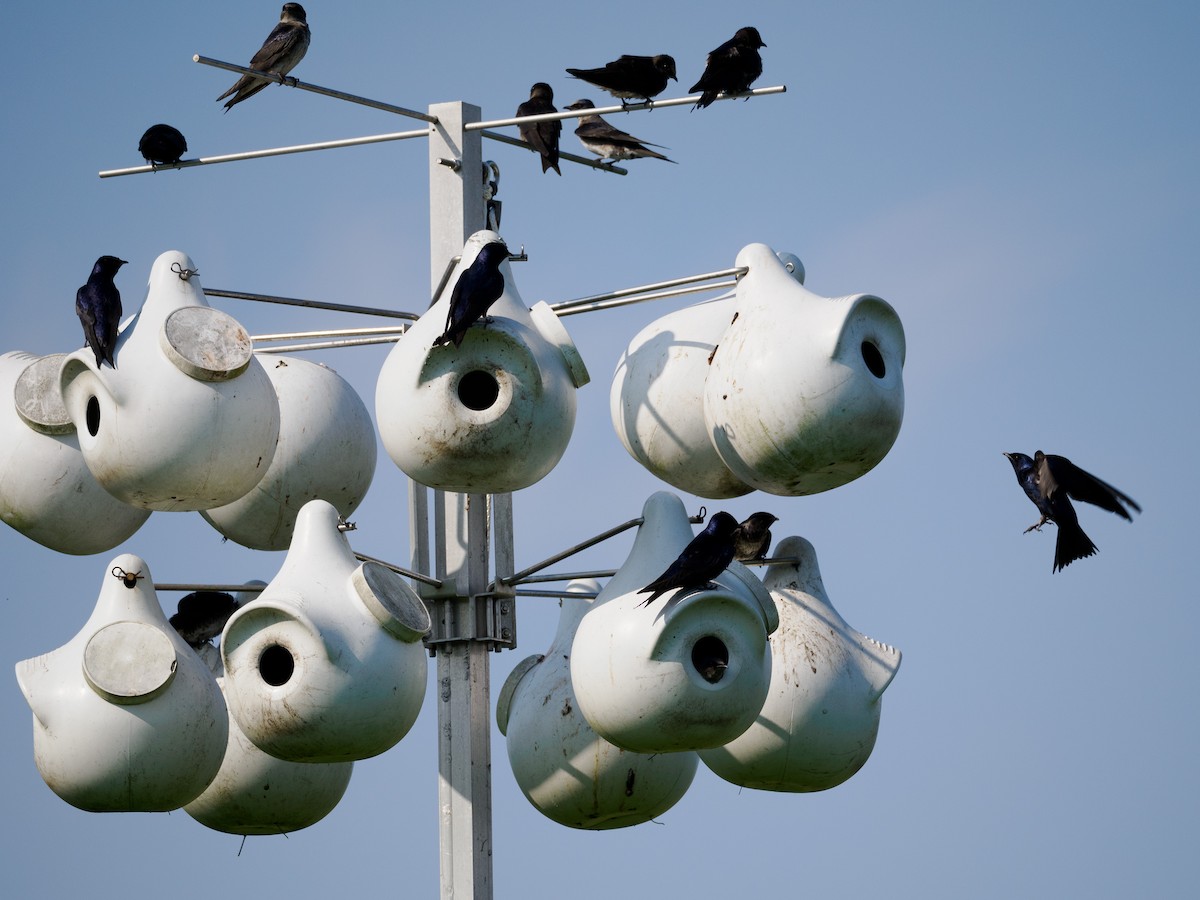 Purple Martin - ML619648680