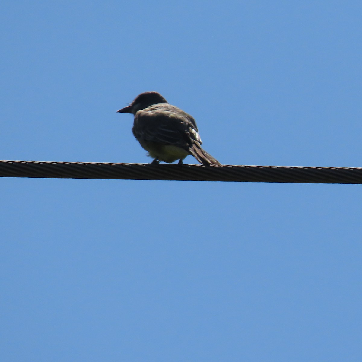 Cassin's Kingbird - Brian Nothhelfer