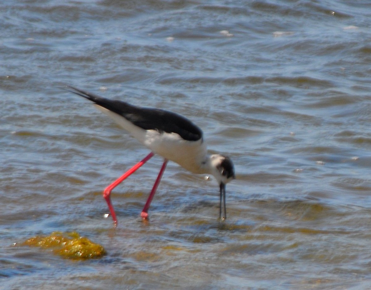 Black-winged Stilt - ML619648686