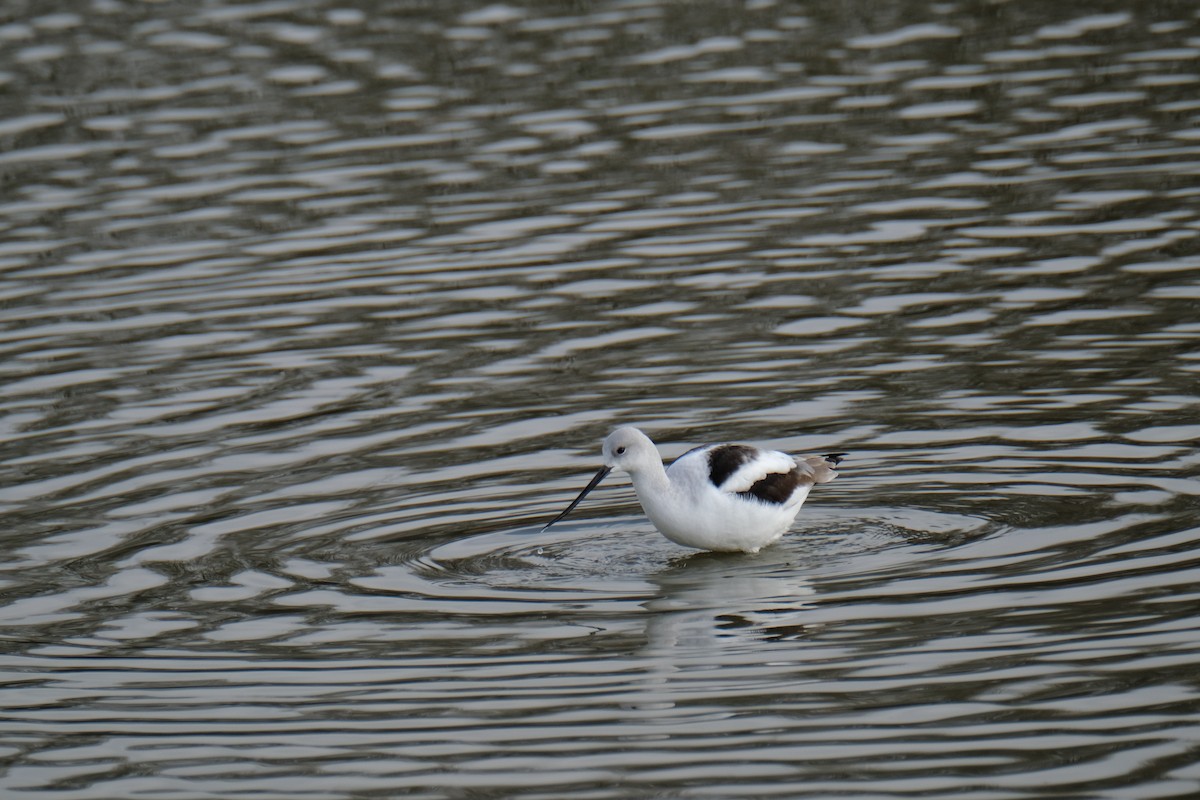 Avocette d'Amérique - ML619648694