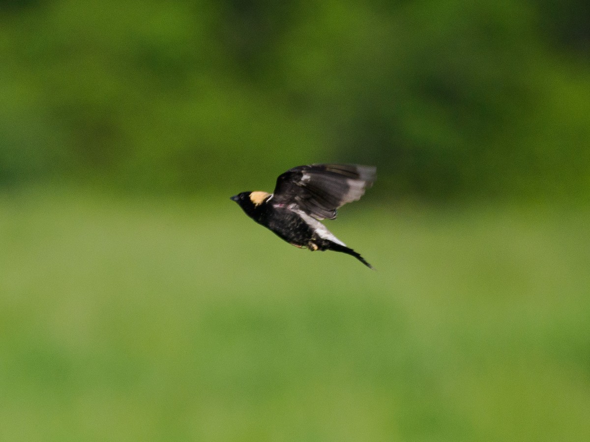 Bobolink - Steve Solnick