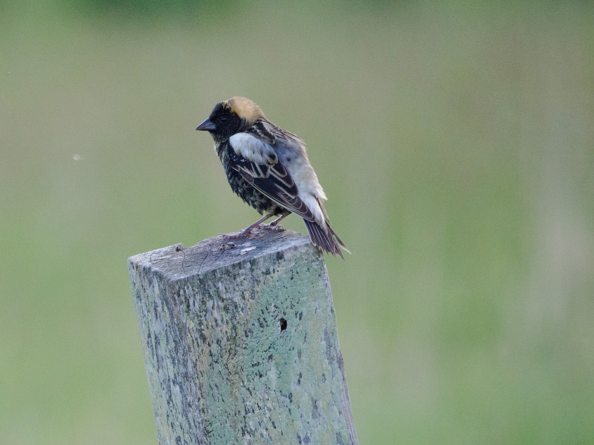 Bobolink - ML619648700