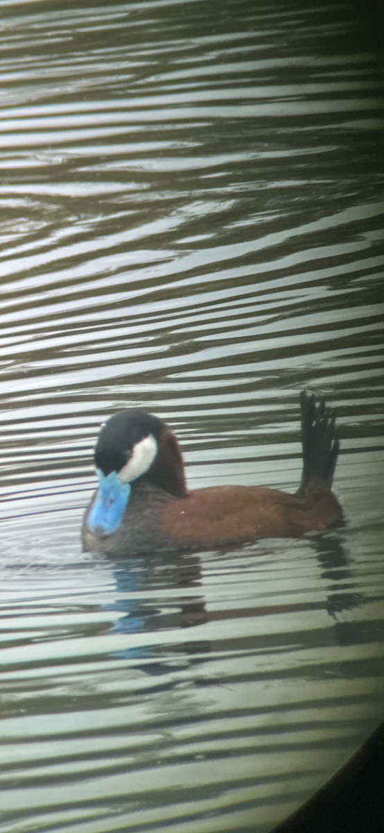 Ruddy Duck - Mark Harris