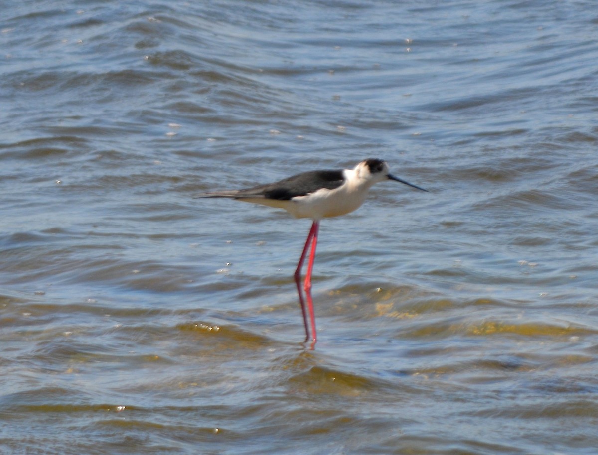 Black-winged Stilt - Jorge Leitão