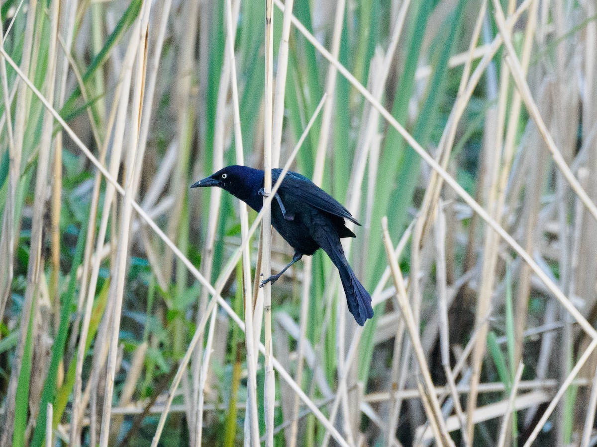 Common Grackle - Steve Solnick