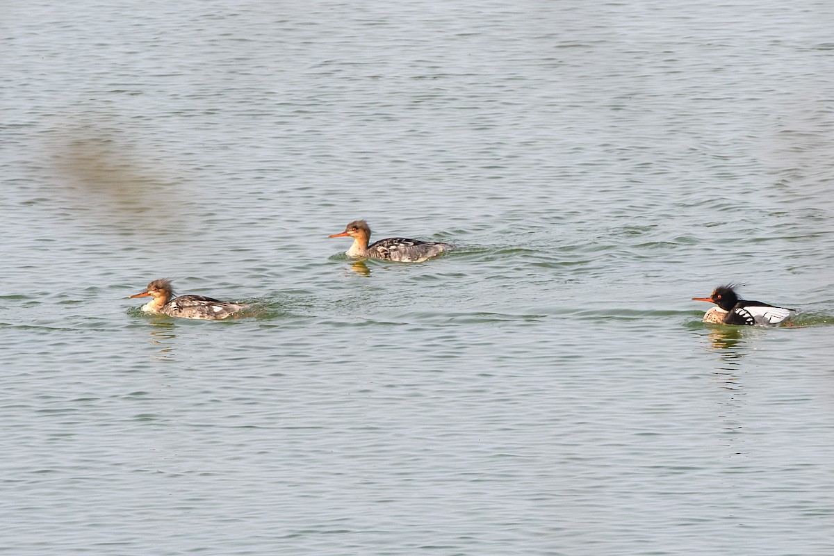 Red-breasted Merganser - ML619648717