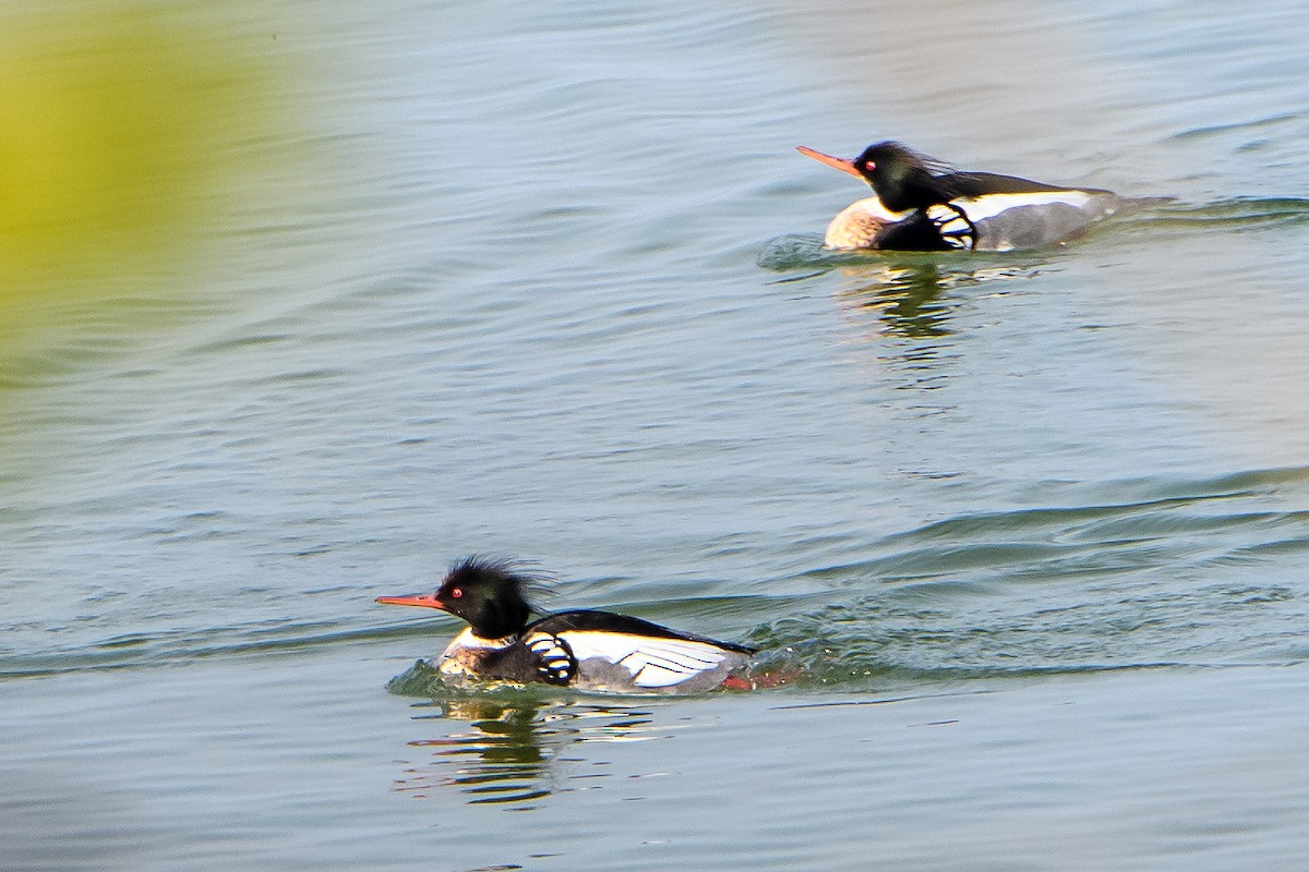 Red-breasted Merganser - Naseem Reza