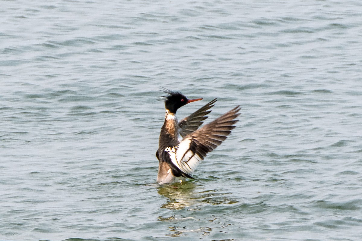 Red-breasted Merganser - ML619648719