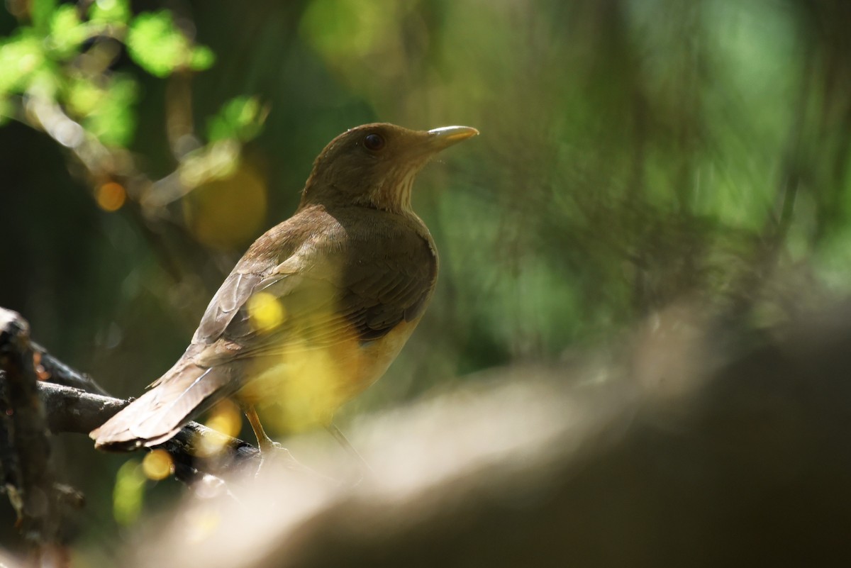 Clay-colored Thrush - Bruce Mast