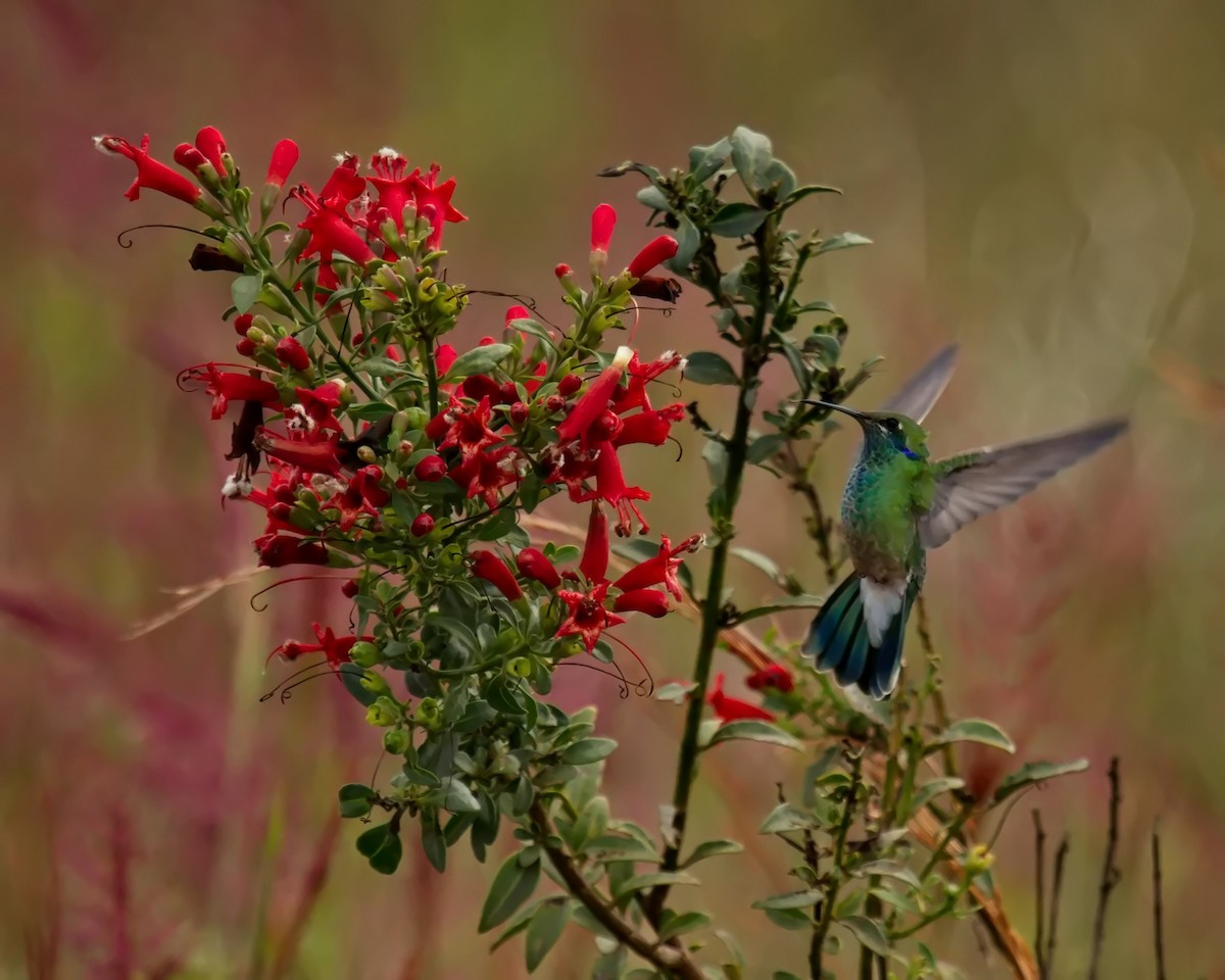 kolibřík ametystouchý - ML619648724