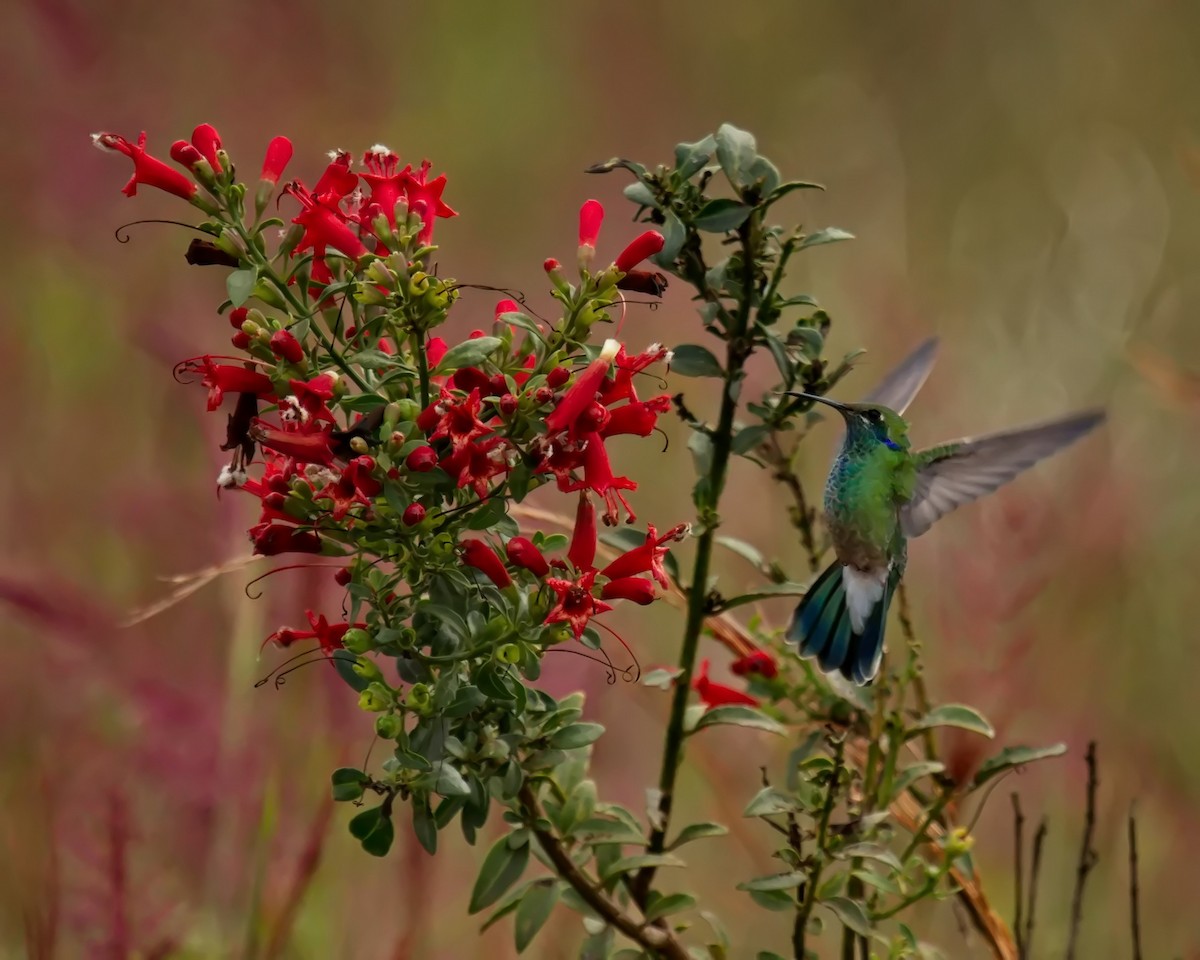 White-vented Violetear - Amaury Pimenta