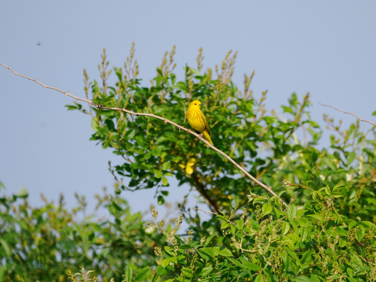 Yellow Warbler - Steve Solnick