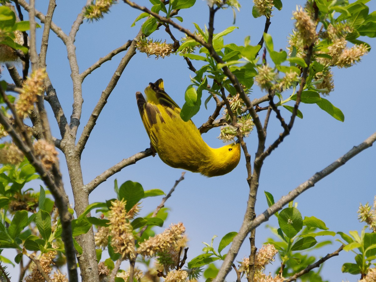 Yellow Warbler - Steve Solnick