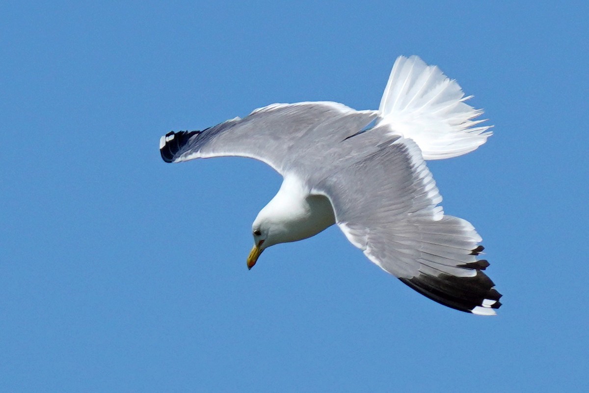 California Gull - Susan Iannucci