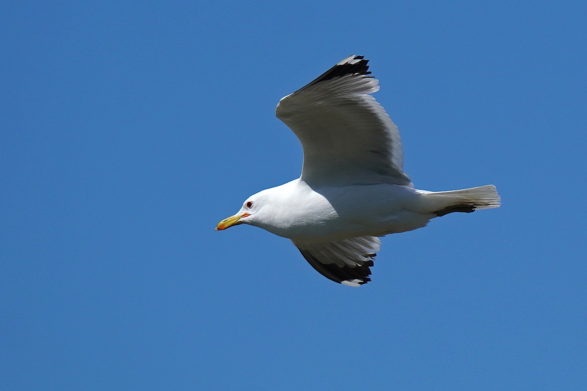 Gaviota Californiana - ML619648732