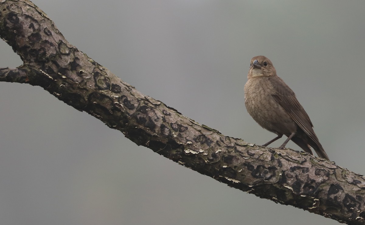 Brown-headed Cowbird - Rob Bielawski