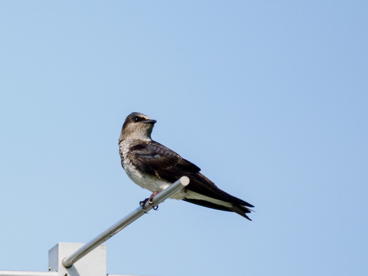 Purple Martin - Steve Solnick