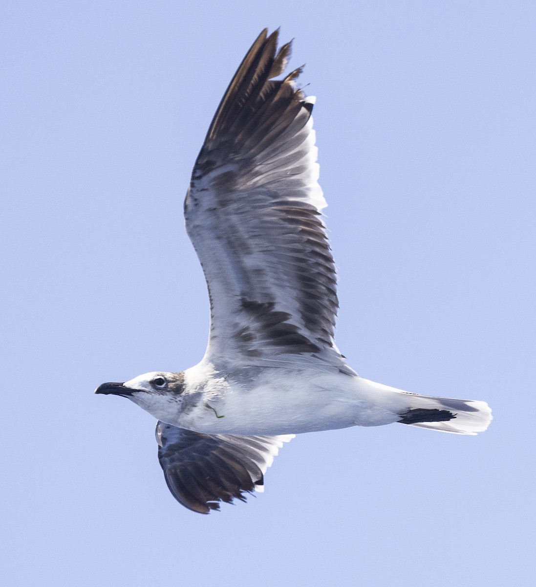 Mouette atricille - ML619648738