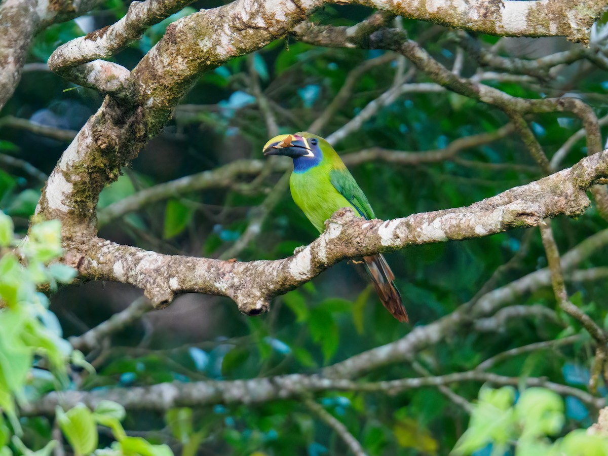 Northern Emerald-Toucanet - Abe Villanueva