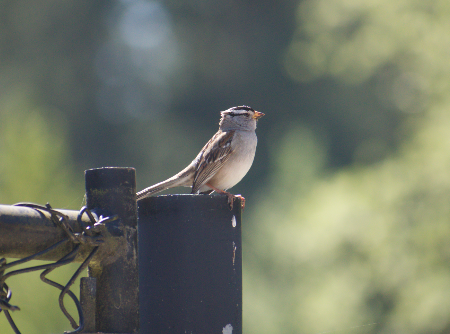 White-crowned Sparrow - Angela Hansen