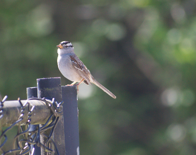 White-crowned Sparrow - Angela Hansen