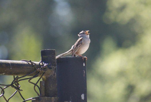 White-crowned Sparrow - Angela Hansen