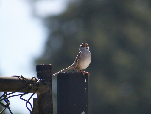 White-crowned Sparrow - Angela Hansen