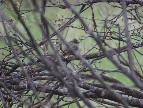 White-crowned Sparrow - Angela Hansen