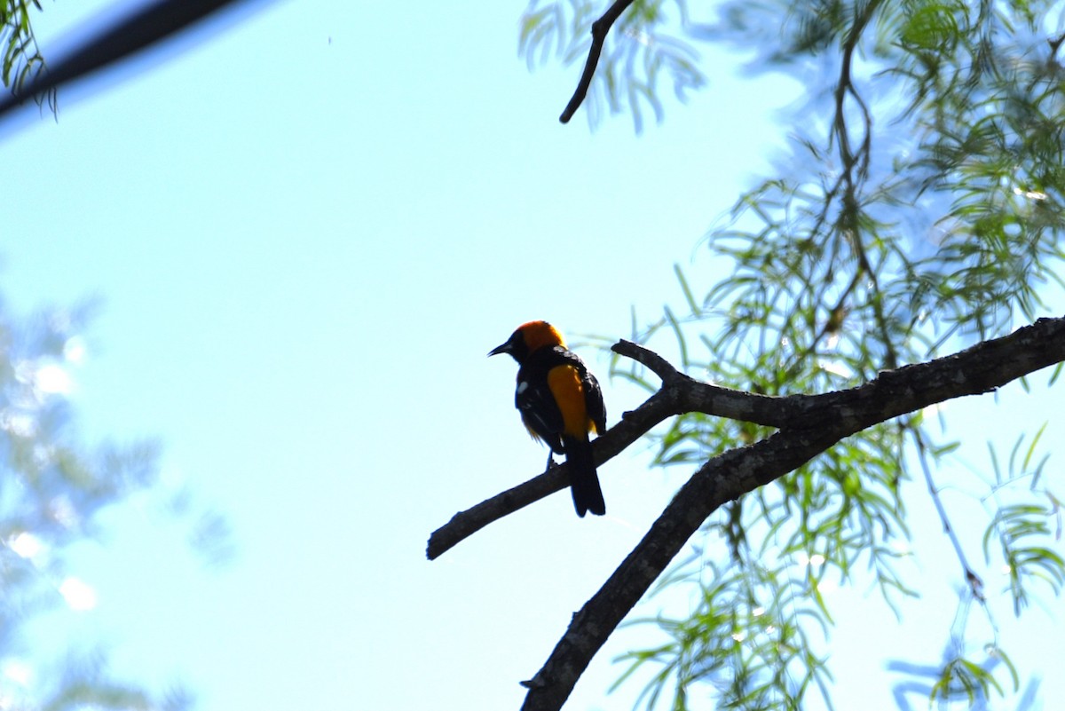 Hooded Oriole - Bruce Mast