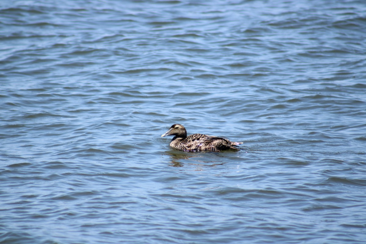 Common Eider - Kelly Gaul