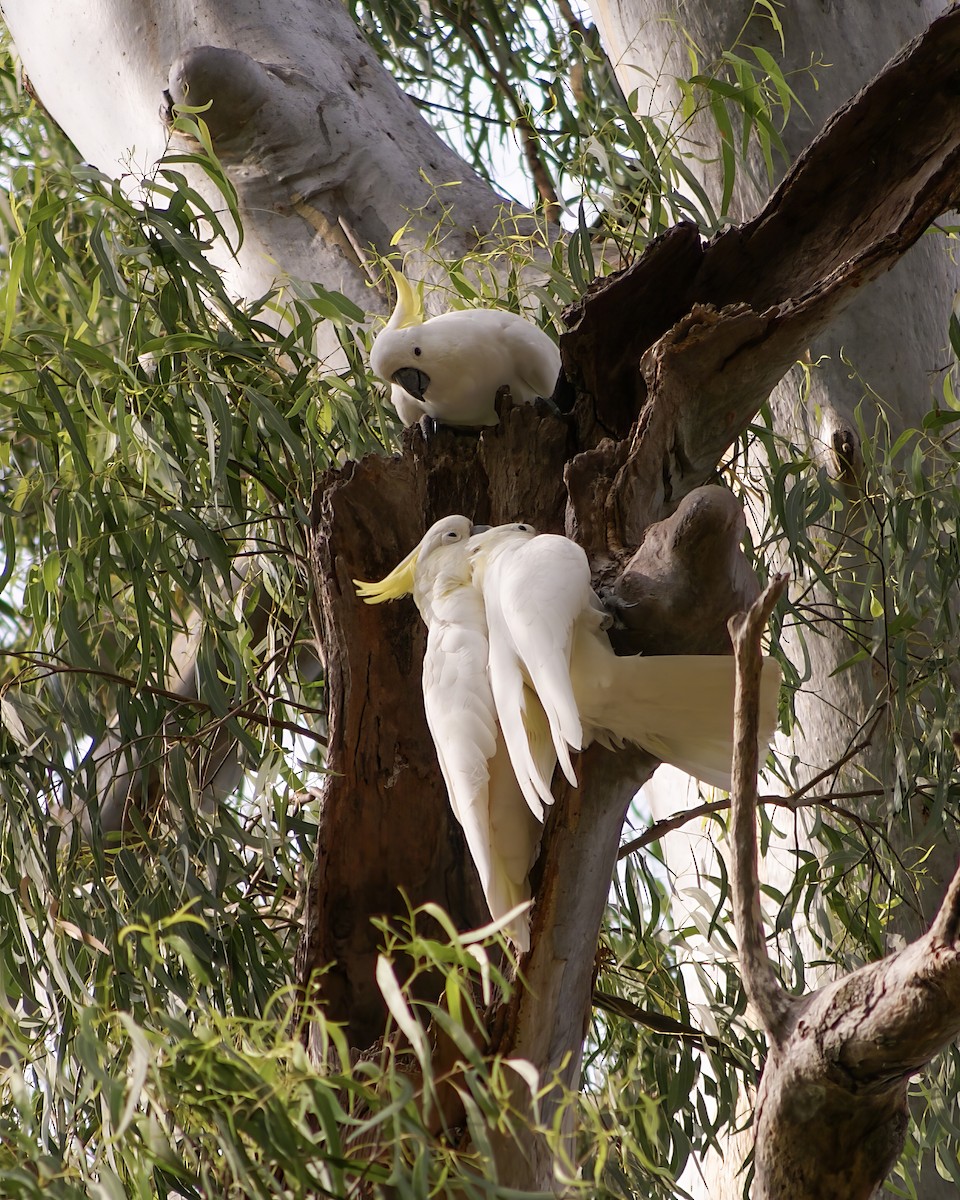 Sulphur-crested Cockatoo - Jonathan Varner