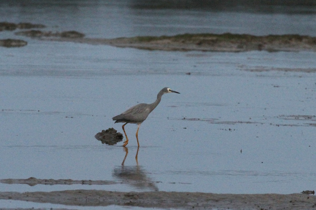 White-faced Heron - Geoffrey A. Williamson