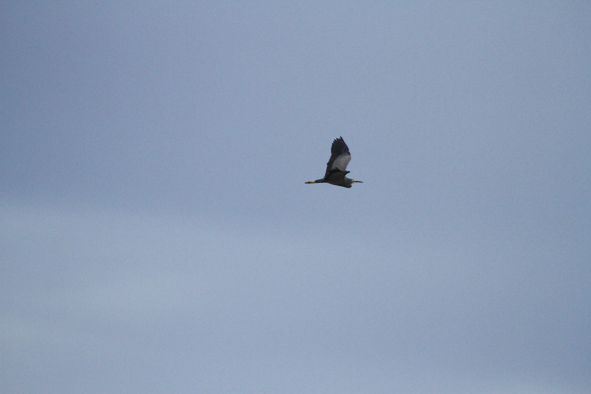 White-faced Heron - Geoffrey A. Williamson