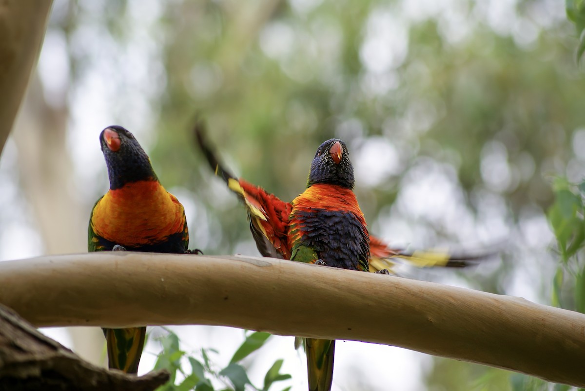 Rainbow Lorikeet - Jonathan Varner