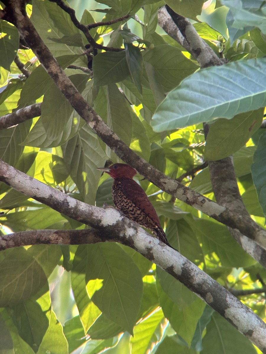 Cinnamon Woodpecker - ML619648767