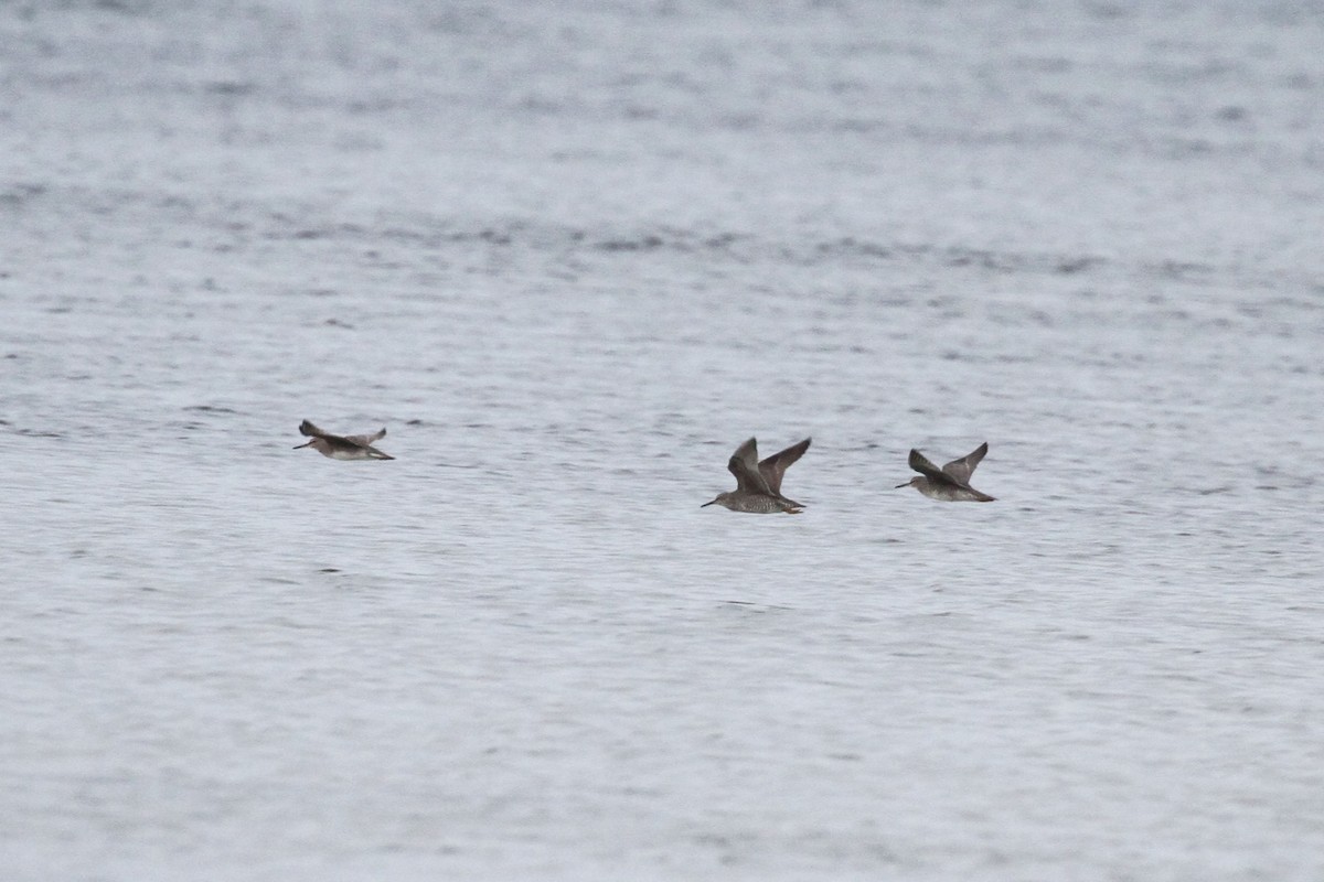 Wandering Tattler - ML619648768