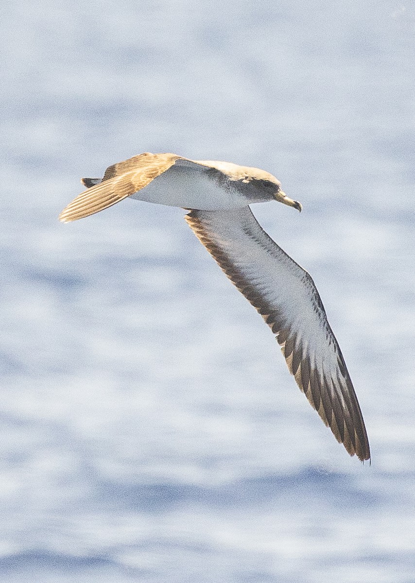 Cory's Shearwater (Scopoli's) - ML619648769