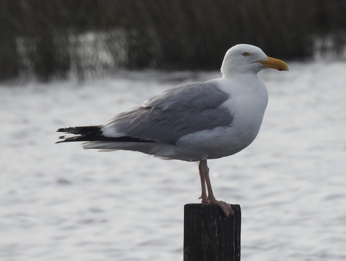 Herring Gull - Fred Shaffer