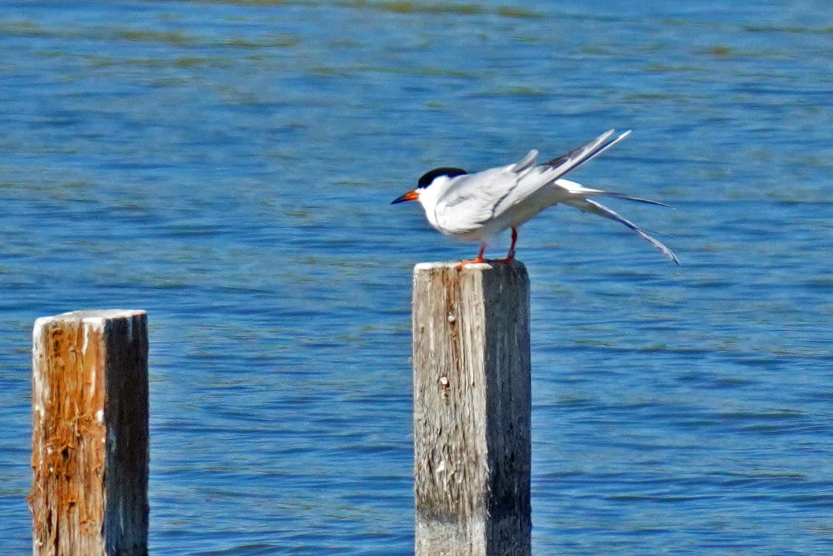 Forster's Tern - Susan Iannucci