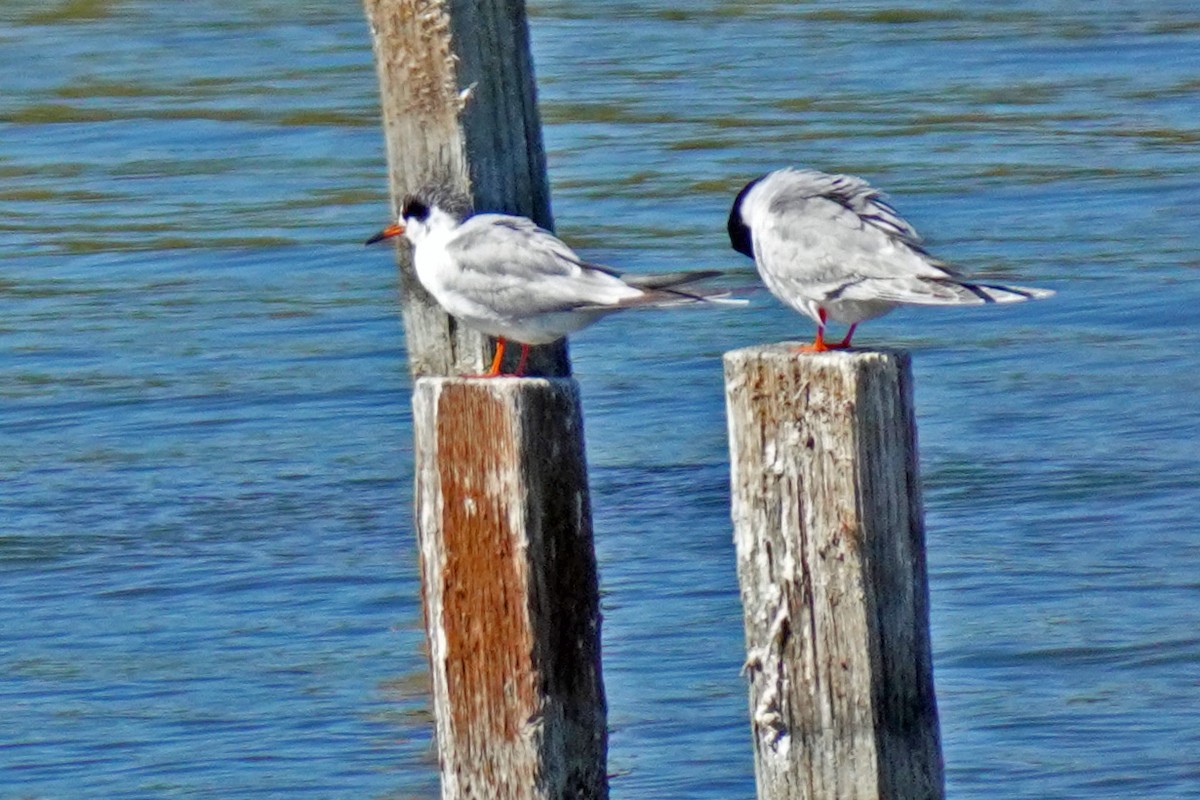 Forster's Tern - Susan Iannucci