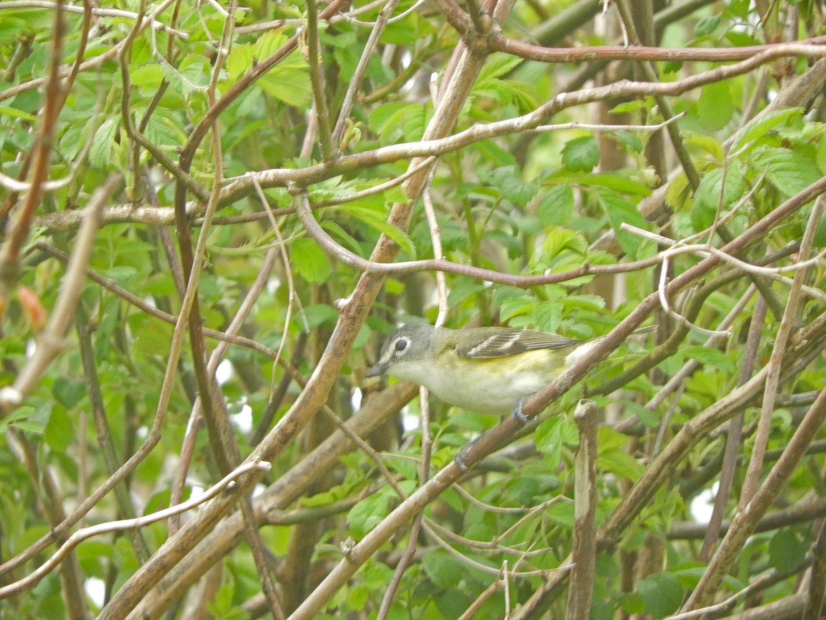 tanımsız vireo (Vireo cassinii/solitarius/plumbeus) - ML619648790